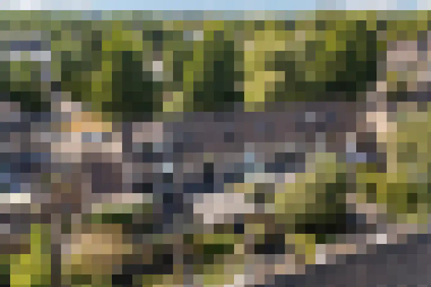 Pinksterbloem 4 Bennekom thumbnail 52