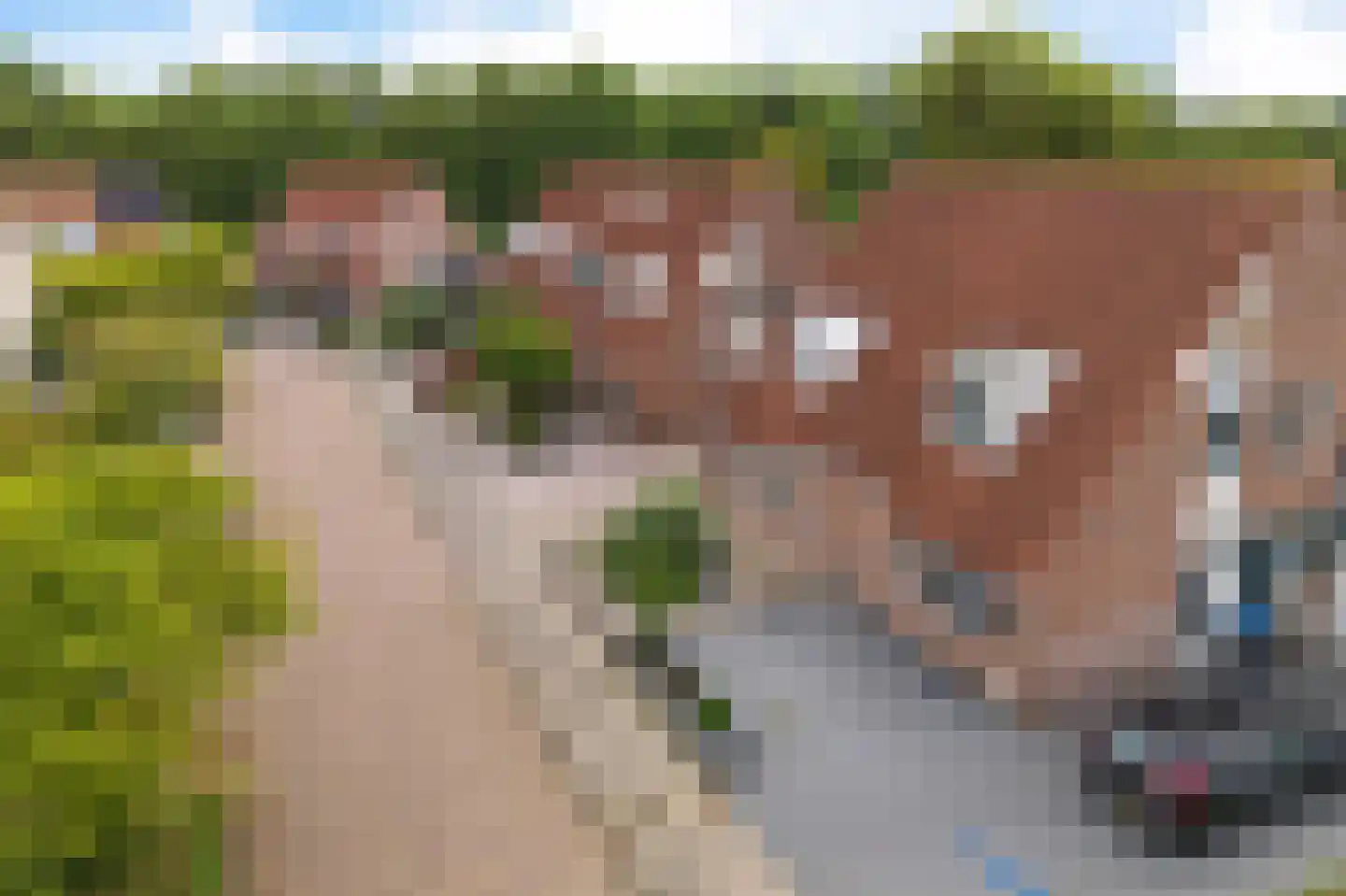 Pinksterbloem 4 Sneek thumbnail 4