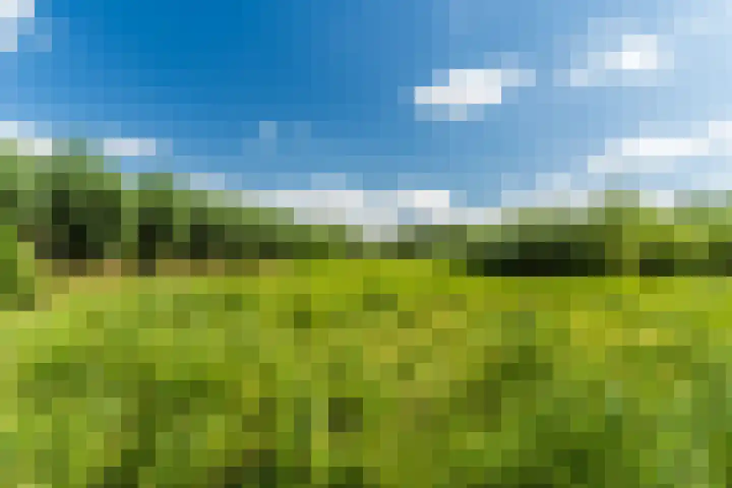 Pinksterbloem 40 Culemborg thumbnail 35