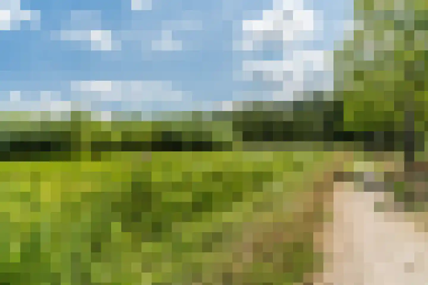Pinksterbloem 40 Culemborg thumbnail 36