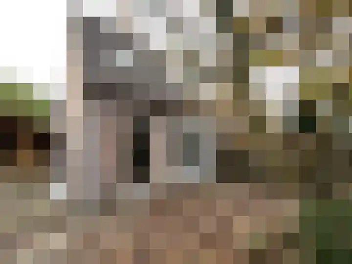 Pinksterbloem 46 Purmerend thumbnail 16