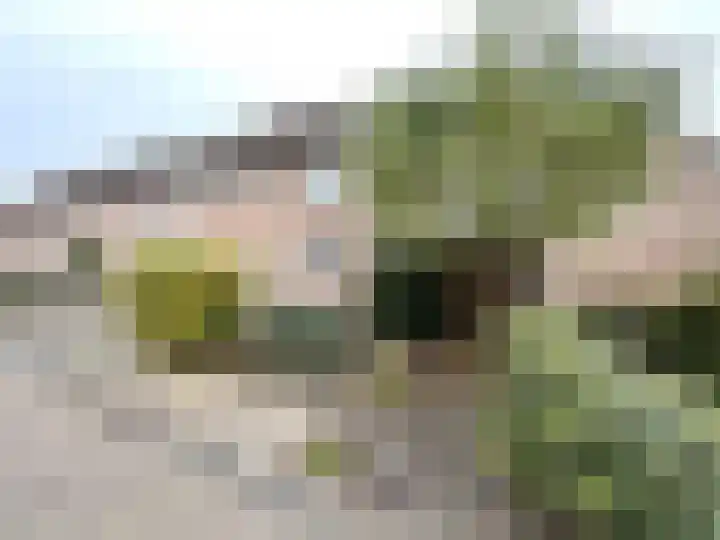 Pinksterbloem 46 Purmerend thumbnail 33