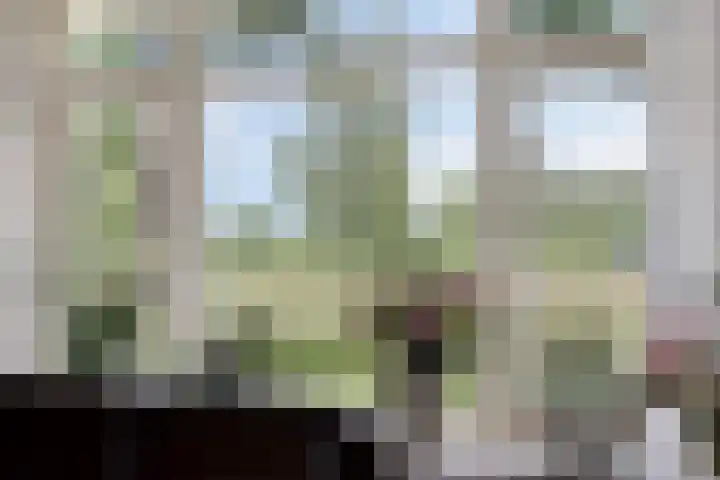 Pinksterbloem 46 Rijssen thumbnail 12