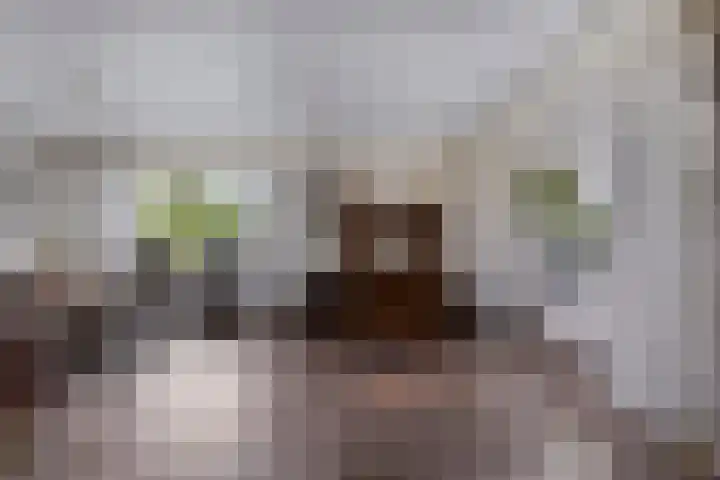 Pinksterbloem 46 Rijssen thumbnail 13