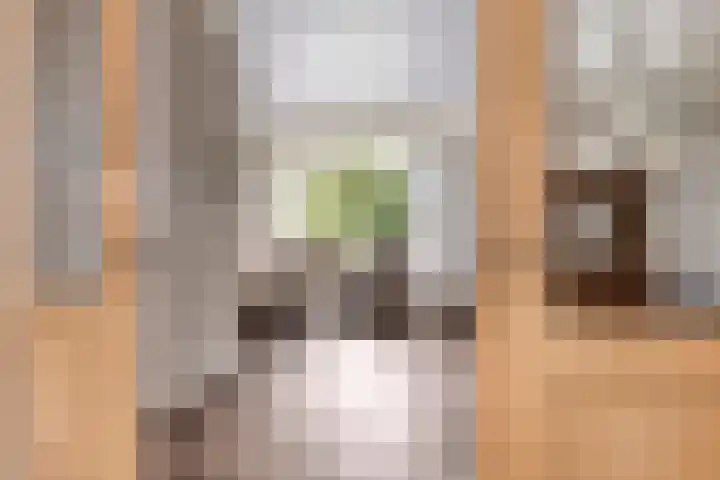 Pinksterbloem 46 Rijssen thumbnail 19