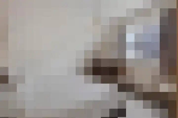 Pinksterbloem 46 Rijssen thumbnail 31