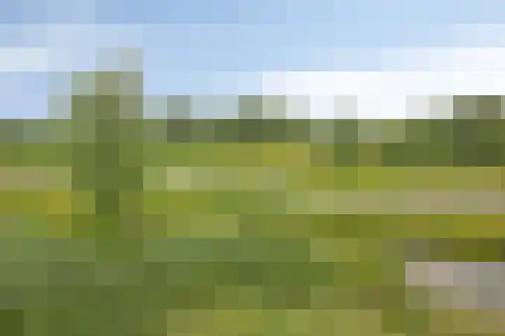 Pinksterbloem 46 Rijssen thumbnail 4