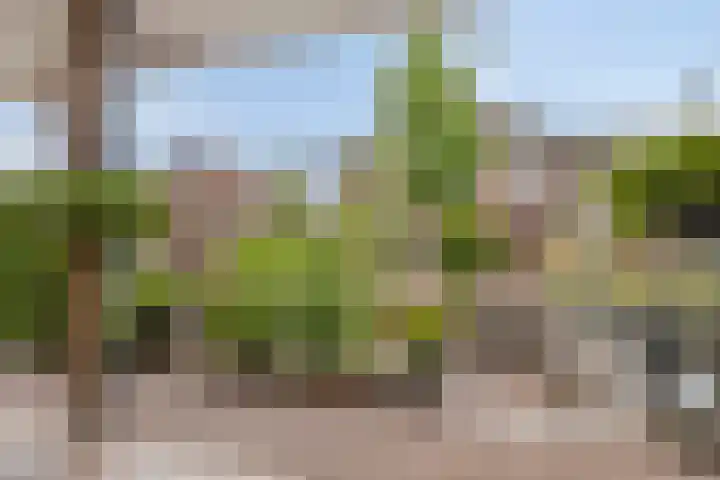Pinksterbloem 46 Rijssen thumbnail 48