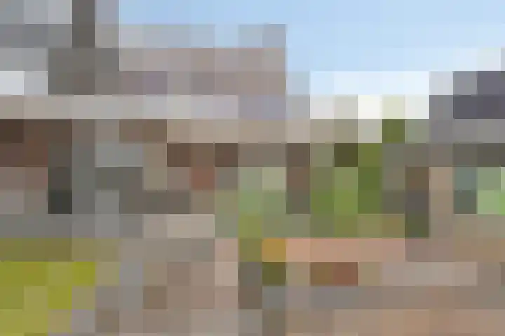 Pinksterbloem 46 Rijssen thumbnail 49