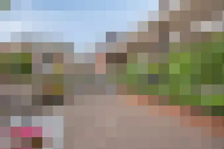 Pinksterbloem 46 Rijssen thumbnail 51