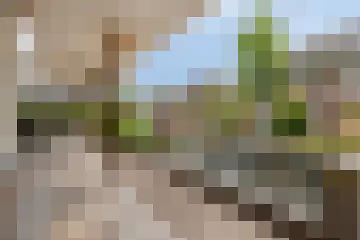 Pinksterbloem 46 Rijssen thumbnail 54