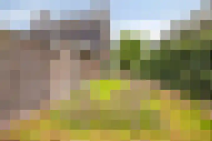 Pinksterbloem 46 Rijssen thumbnail 59