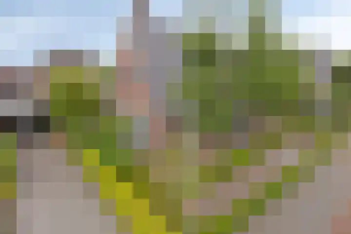Pinksterbloem 46 Rijssen thumbnail 61