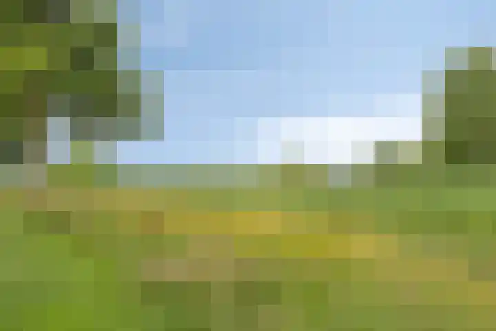 Pinksterbloem 46 Rijssen thumbnail 62