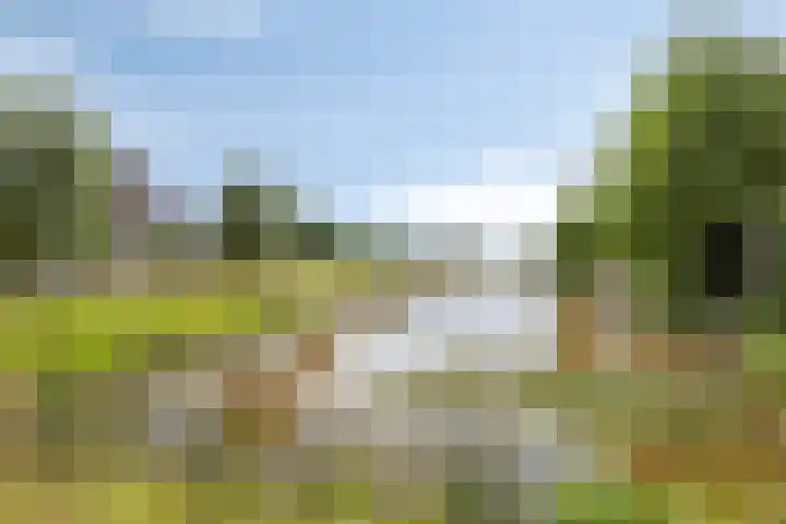 Pinksterbloem 46 Rijssen thumbnail 65