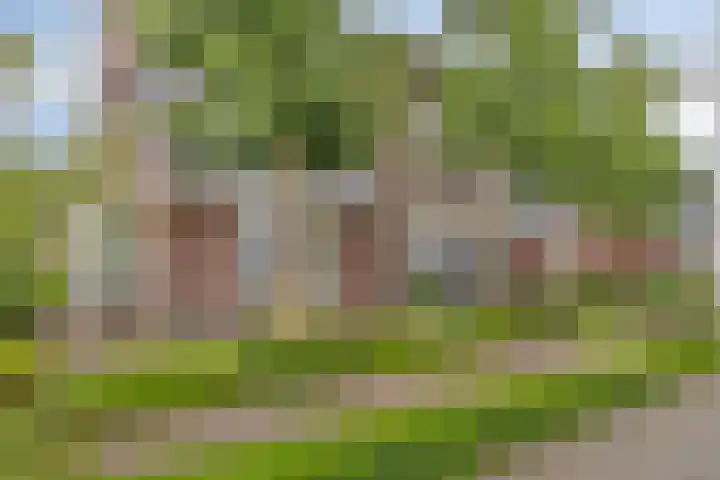 Pinksterbloem 46 Rijssen thumbnail 7