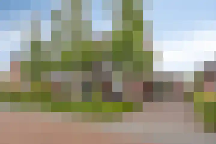 Pinksterbloem 46 Rijssen thumbnail 8