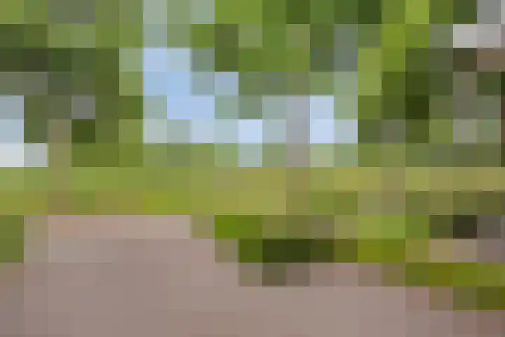 Pinksterbloem 46 Rijssen thumbnail 9