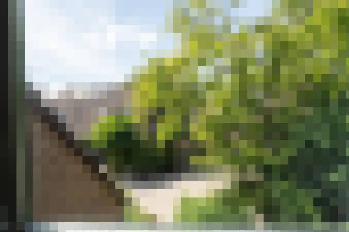 Pinksterbloem 48 Kampen thumbnail 37