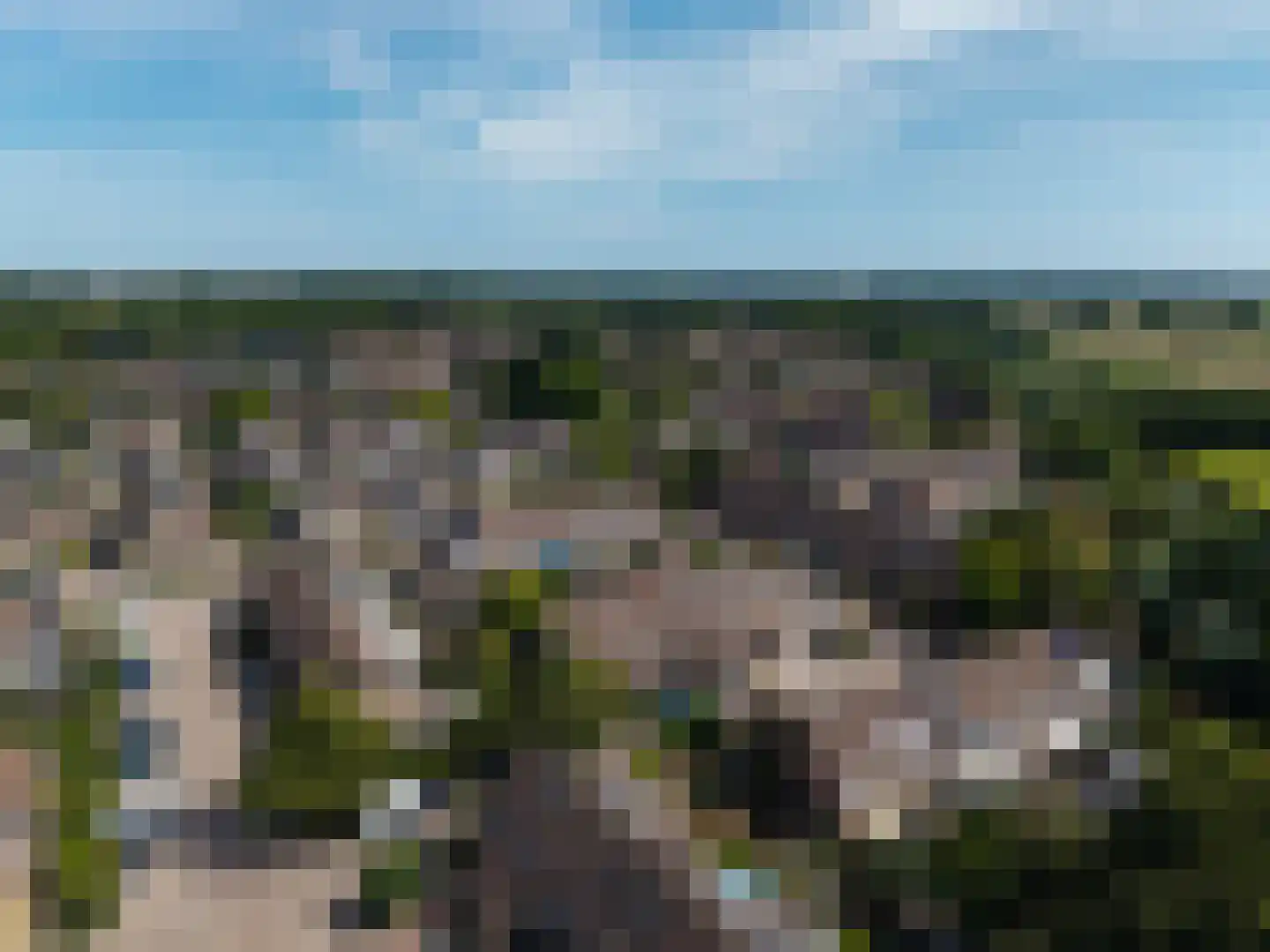 Pinksterbloem 48 Kampen thumbnail 46