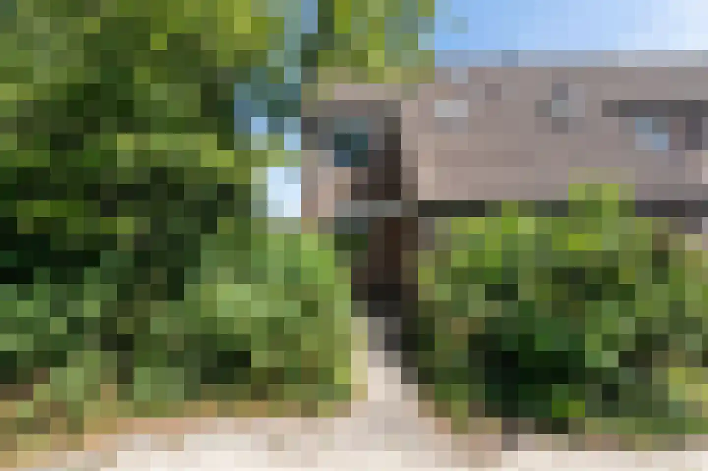 Pinksterbloem 48 Kampen thumbnail 8
