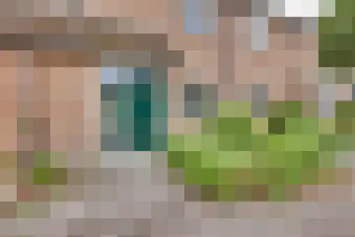 Pinksterbloem 50 Kampen thumbnail 12