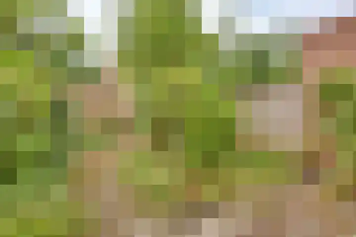 Pinksterbloem 50 Kampen thumbnail 22