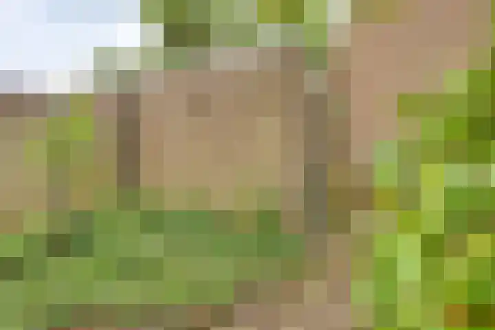 Pinksterbloem 50 Kampen thumbnail 23
