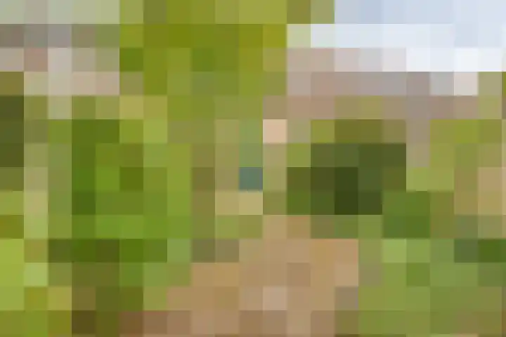Pinksterbloem 50 Kampen thumbnail 24