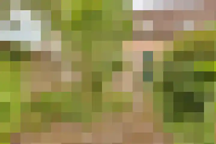 Pinksterbloem 50 Kampen thumbnail 25