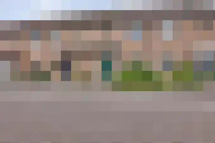 Pinksterbloem 50 Kampen thumbnail 6