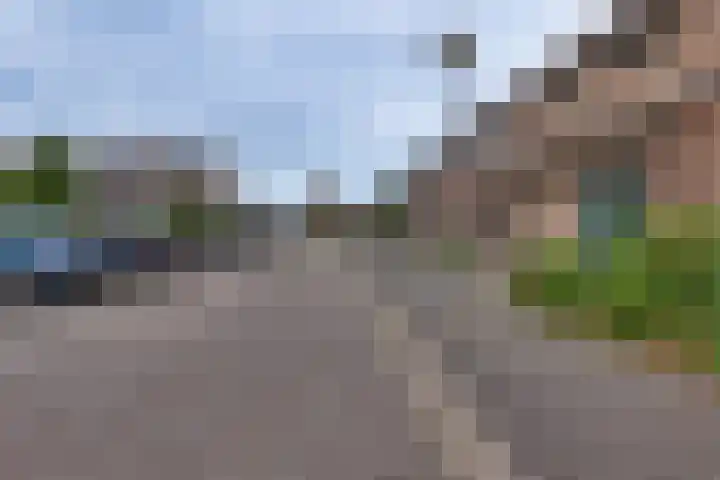 Pinksterbloem 50 Kampen thumbnail 9