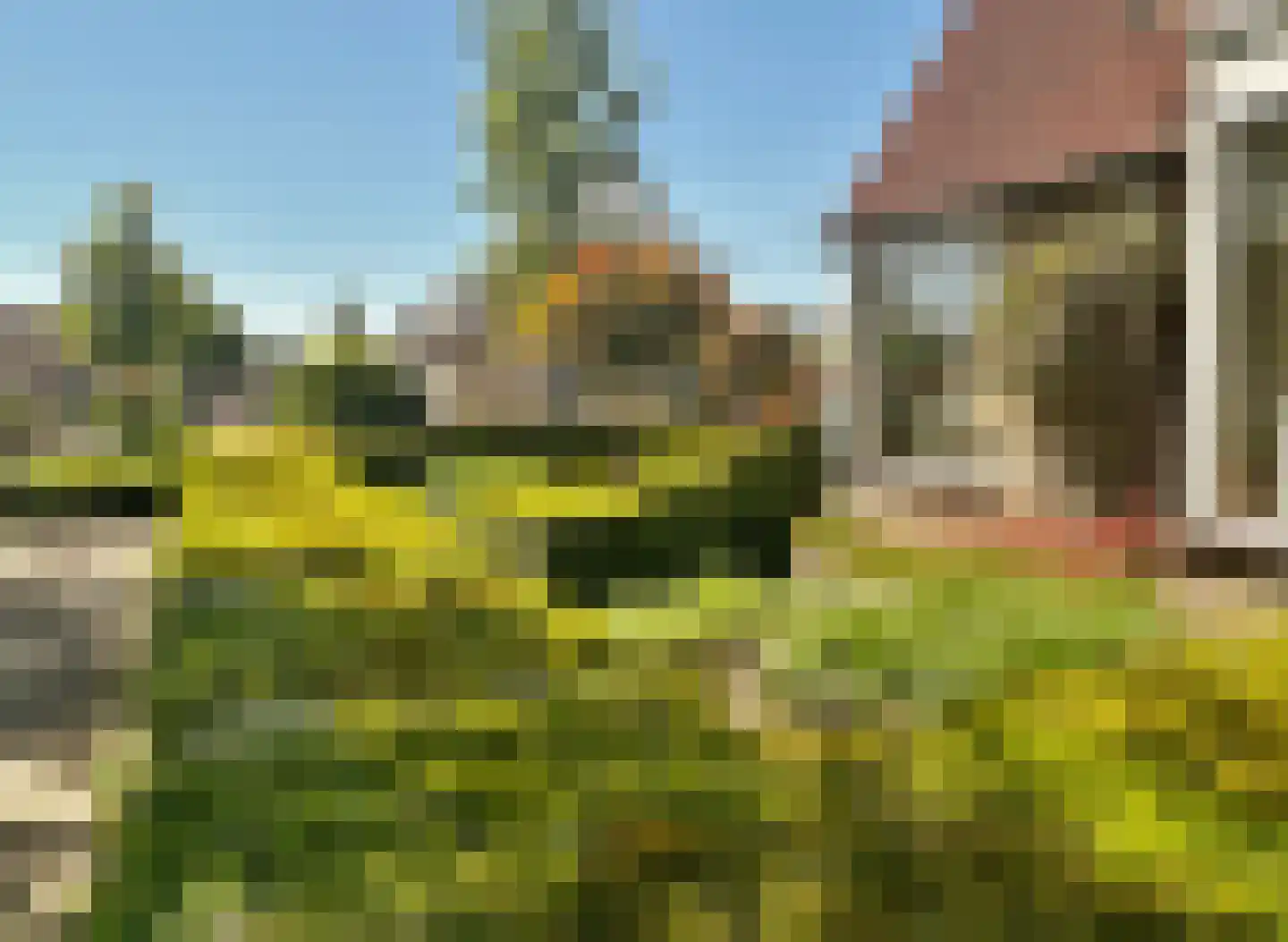 Pinksterbloem 51 Elburg thumbnail 27