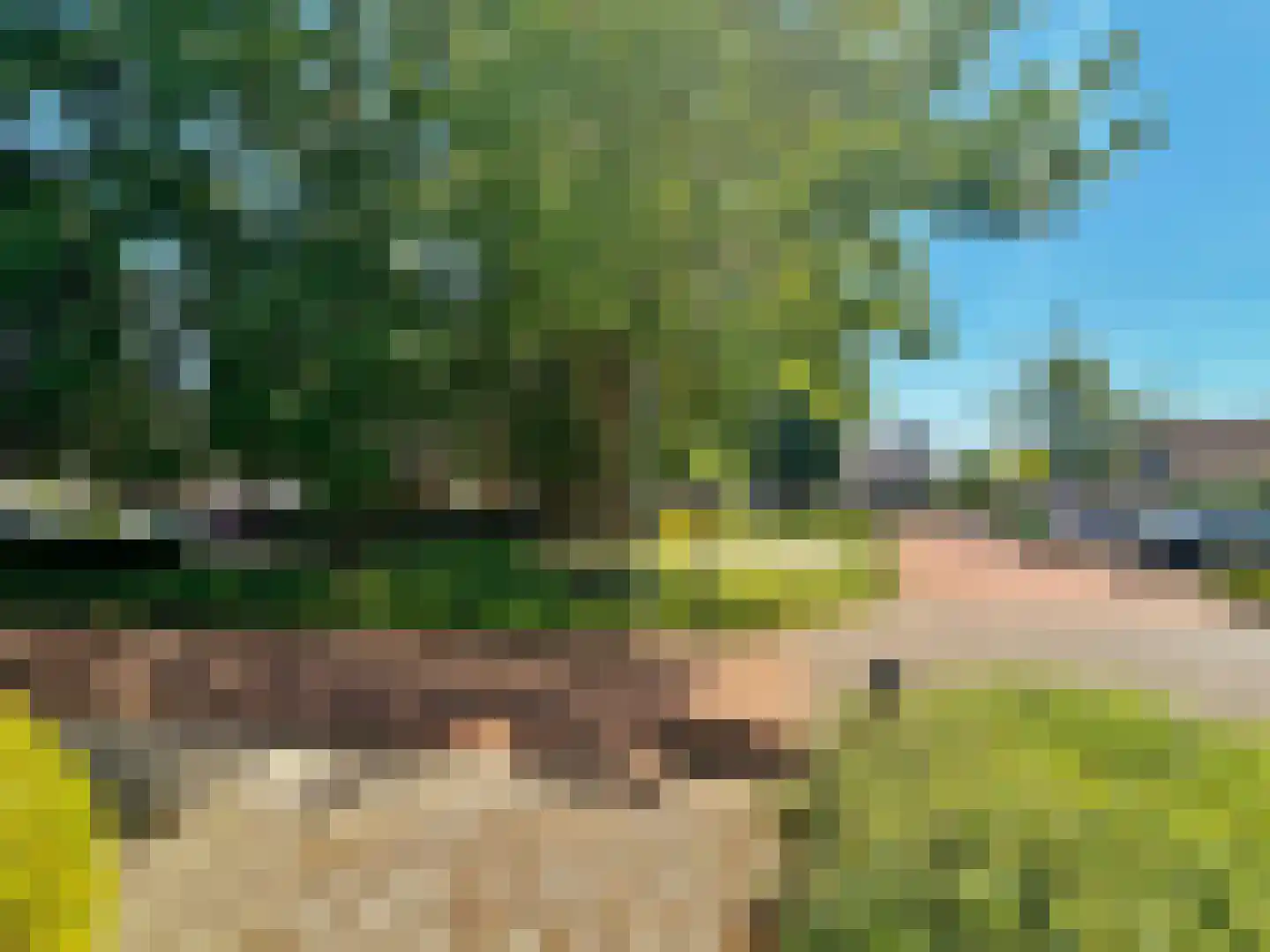 Pinksterbloem 51 Elburg thumbnail 28