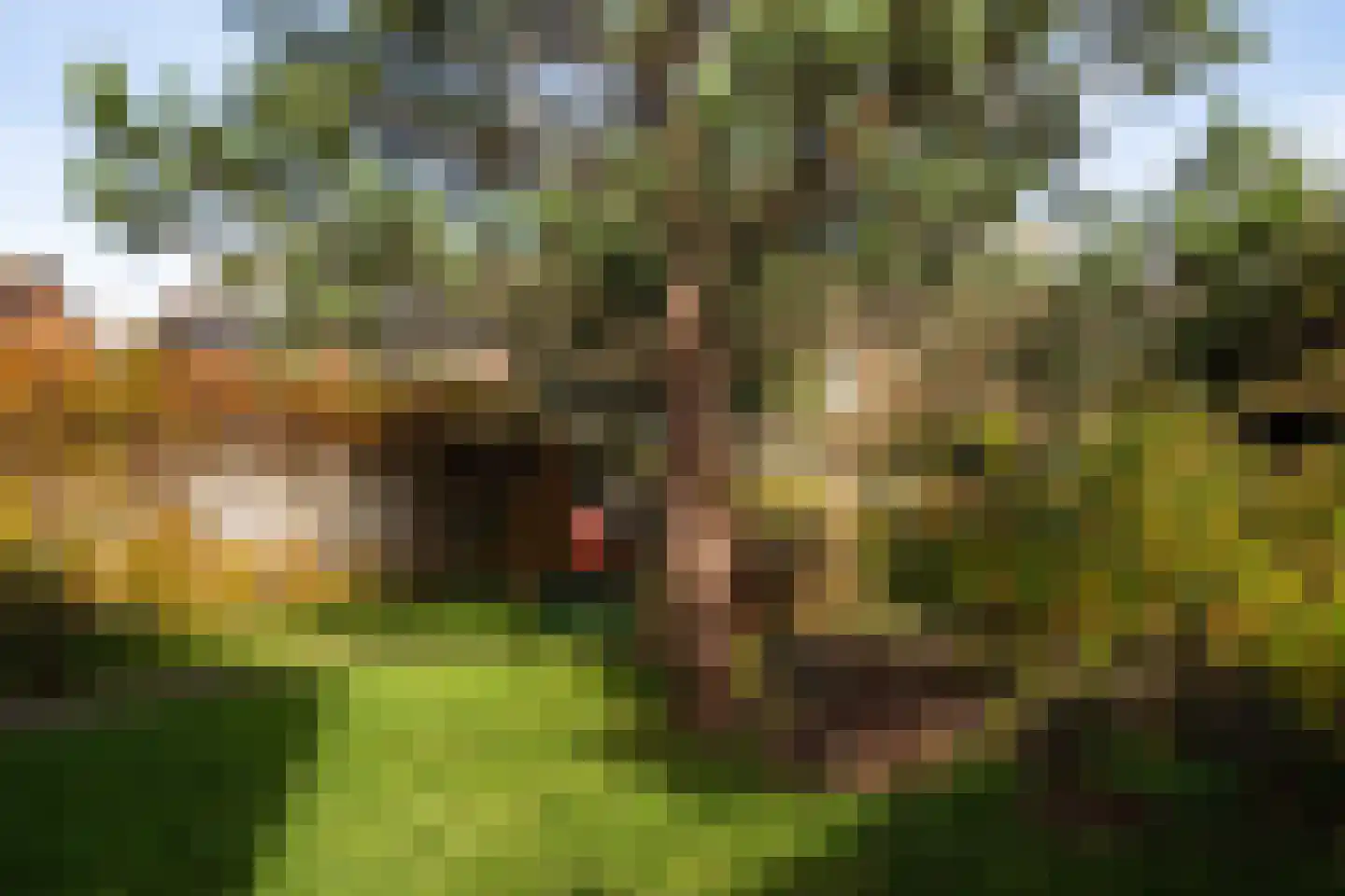 Pinksterbloem 57 Culemborg thumbnail 26