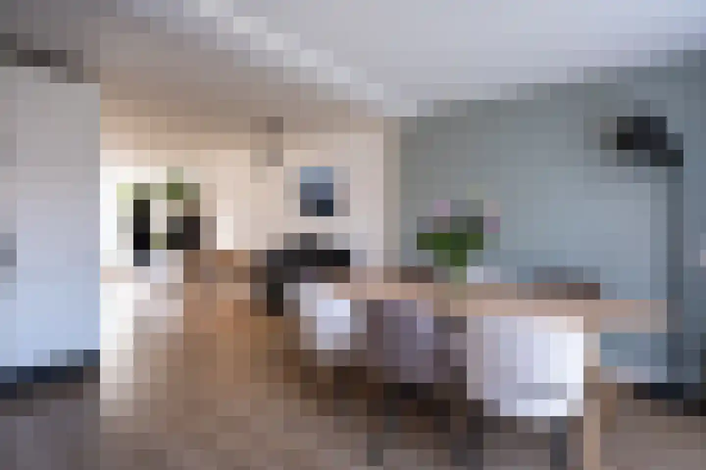 Pinksterbloem 57 Culemborg thumbnail 5