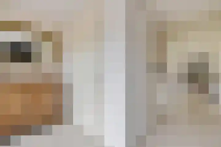 Pinksterbloem 7 Eelde thumbnail 6