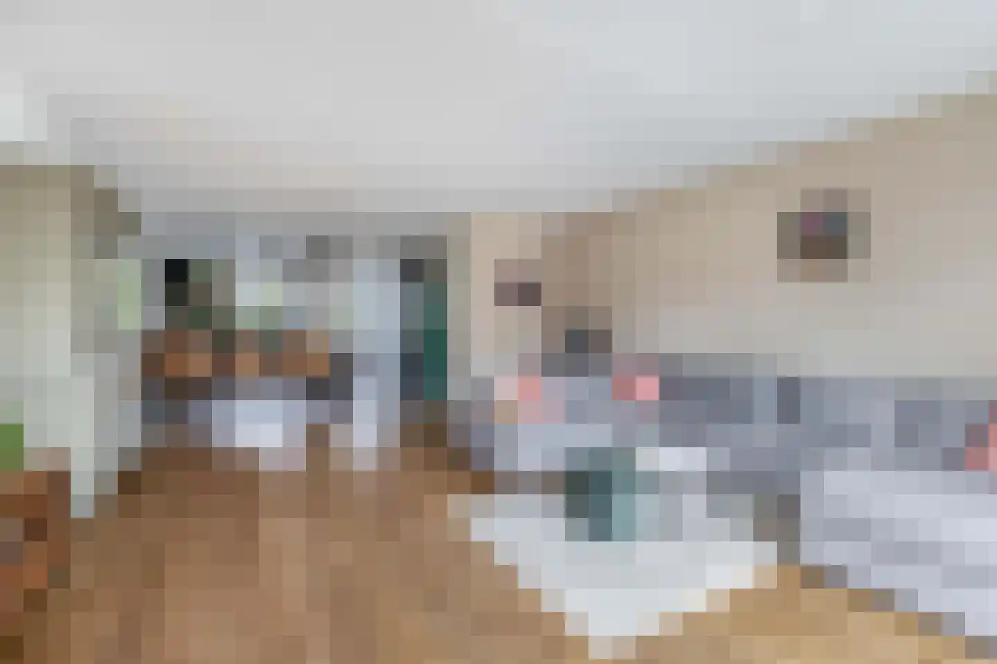Pinksterbloem 7 Hazerswoude-Dorp thumbnail 9