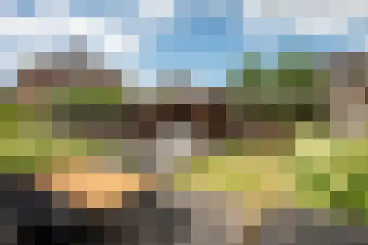 Pinksterbloem 8 Rijssen thumbnail 27