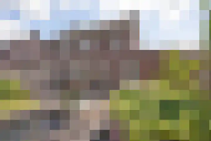Pinksterbloem 8 Rijssen thumbnail 29