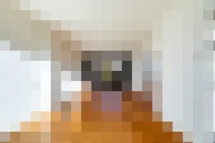 Pinksterbloem 8 Rotterdam thumbnail 14