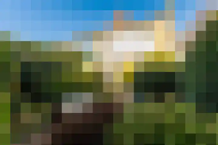 Pinksterbloem 8 Rotterdam thumbnail 22