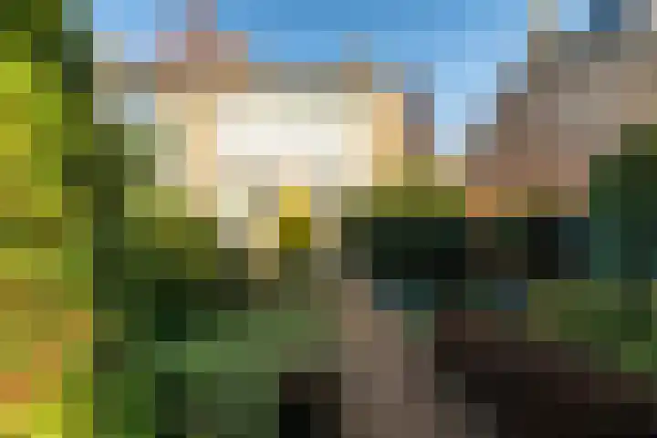 Pinksterbloem 8 Rotterdam thumbnail 23