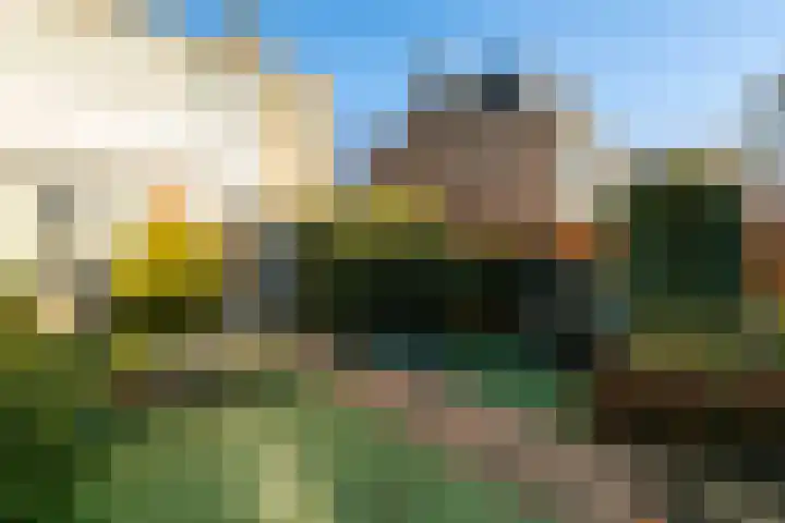 Pinksterbloem 8 Rotterdam thumbnail 4