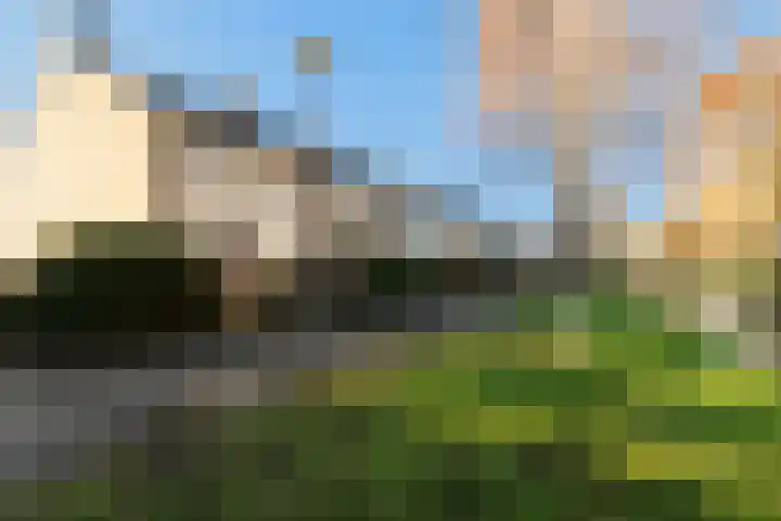Pinksterbloem 8 Rotterdam thumbnail 45
