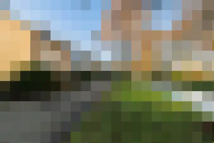 Pinksterbloem 8 Rotterdam thumbnail 48