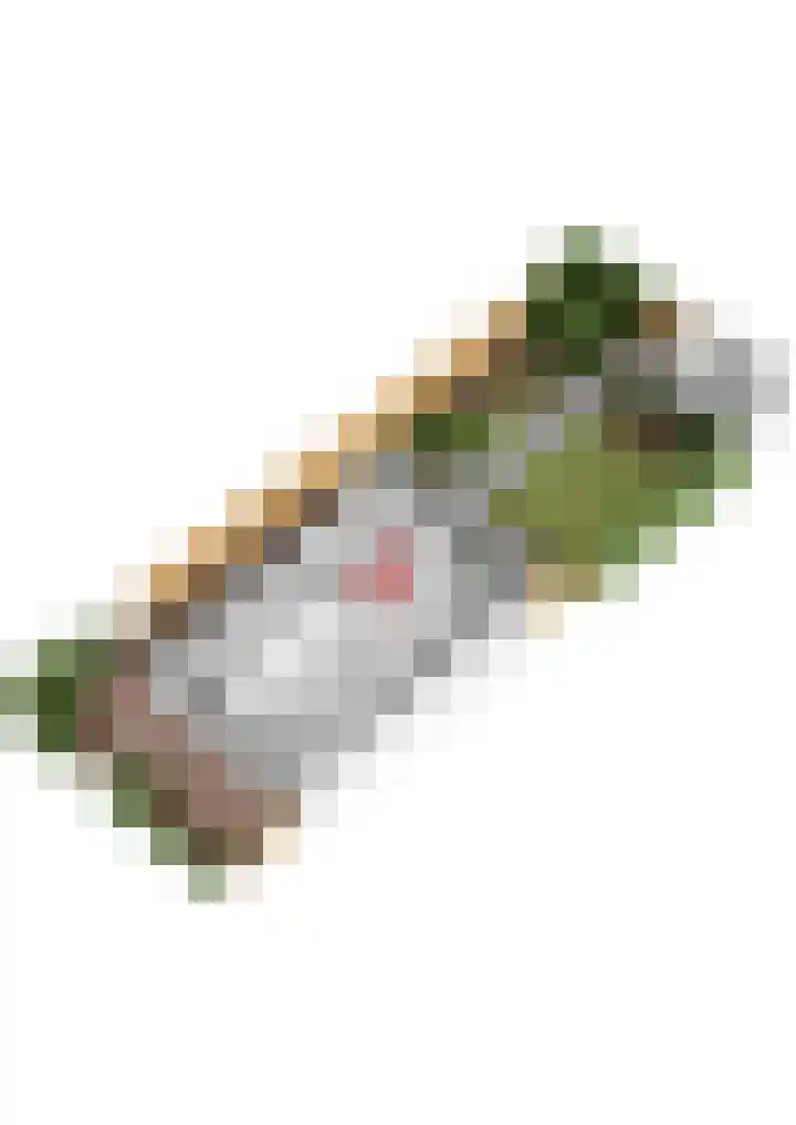 Pinksterbloem 8 Rotterdam thumbnail 53