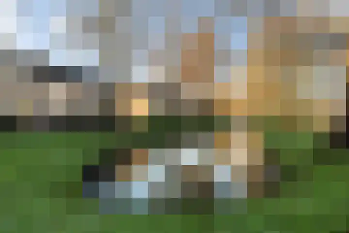 Pinksterbloem 8 Rotterdam thumbnail 6