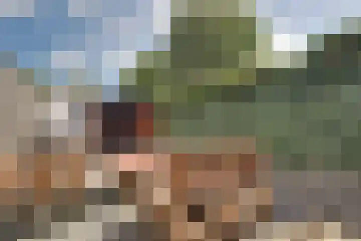 Pinksterbloem 9 Zwaag thumbnail 13