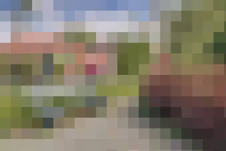 Pinksterbloem 9 Zwaag thumbnail 35